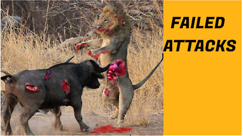 Synthesize The Lions Failed Attack