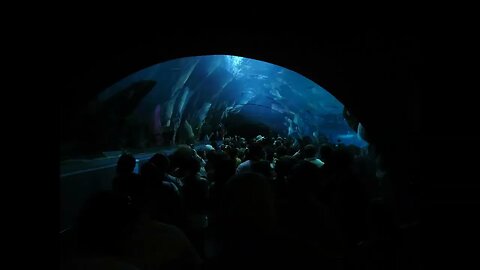 Atlanta activities, part 1. Georgia Aquarium and World of Coca Cola. Slideshow.