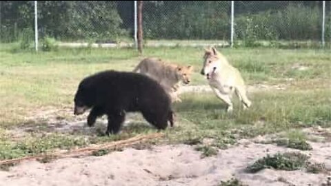 Leão, urso e lobo brincam juntos e se divertem