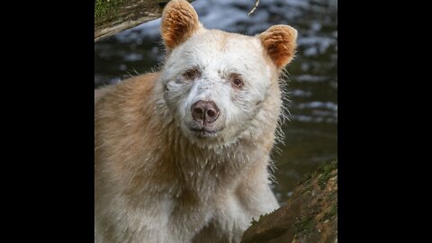 World's Rarest Bear(Spirit Bear)