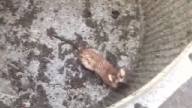 We're All Asking: What Animal Is In The Rain Barrel?
