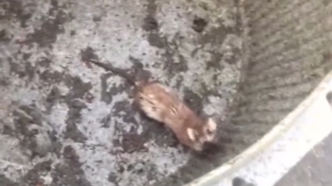 We're All Asking: What Animal Is In The Rain Barrel?