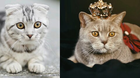 Funny cat acts what act????😁😁😁😁