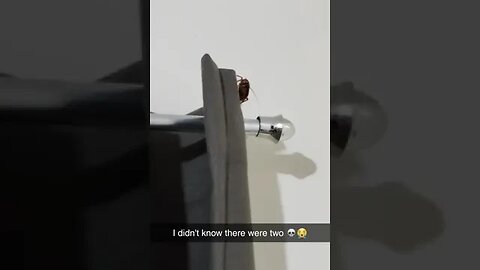 I Didn't Know There Were Two Of Video By Kelpnoodle id #Shorts