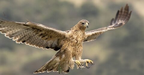 Watch Out For This Spectacular Attack Of a Raptor, Can You See It