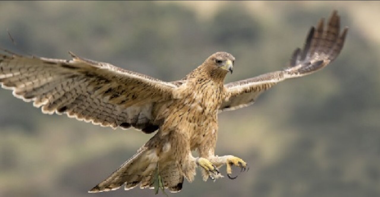 Watch Out For This Spectacular Attack Of a Raptor, Can You See It