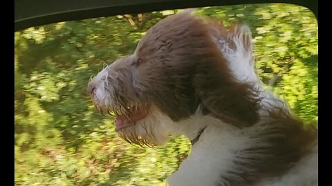 Cute Puppy Has the Best Car Ride