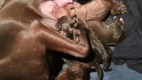OBI2023 FIRST birth to 1ST week Patterdale Terriers puppies pups dogs cute development strong fell