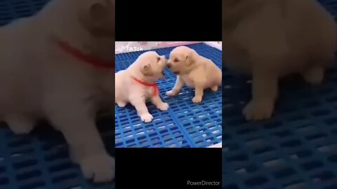 Cute Animals for When You are Stressed @chcreation moratuwa