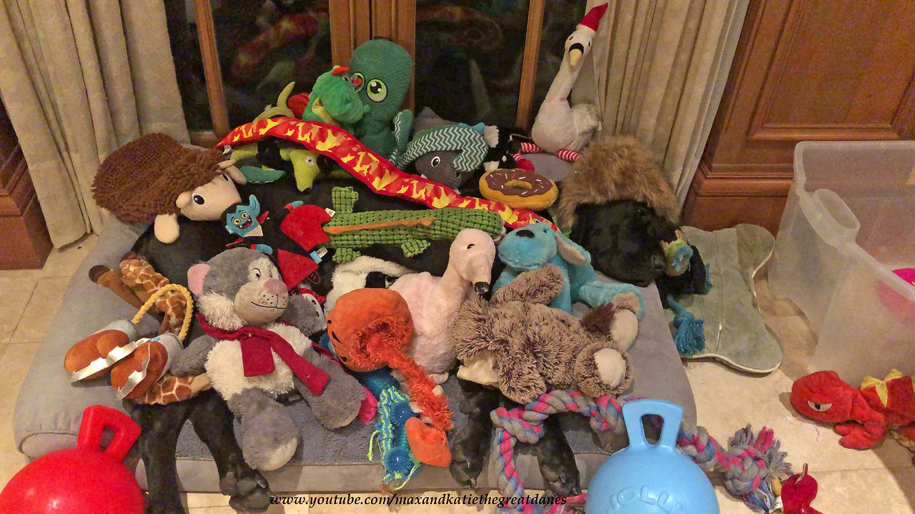 Great Dane totally buried underneath all her toys