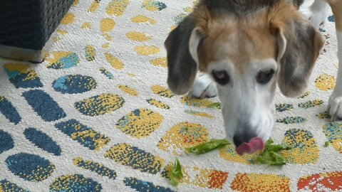 THE HOUND DOG AND THE PEA
