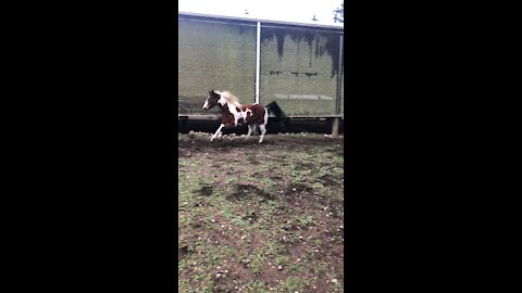 Happy Horse