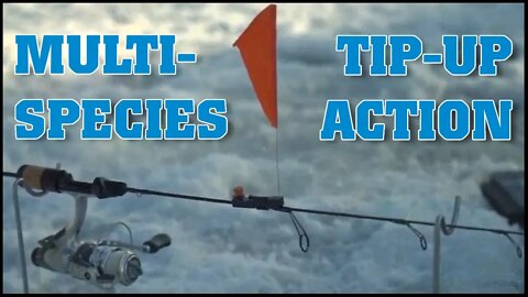 Multi-Species Tip-Up Action