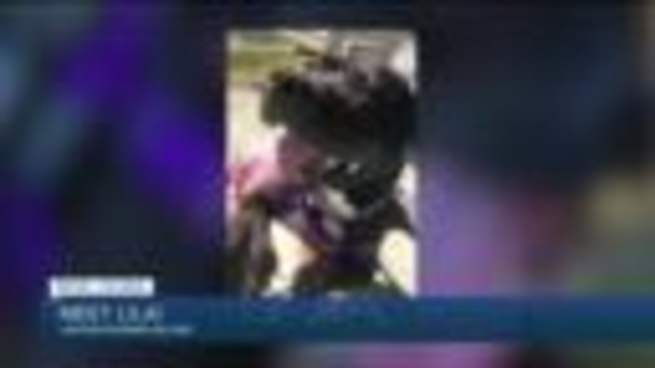 Meet Lila! Our Pet of the Week