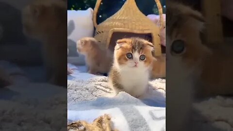 #shorts cat meme & kitten tik tok video💘 funny cats meow baby cute compilation cat cash home