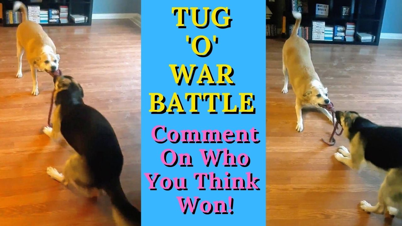 Dog best friends have epic tug-of-war battle