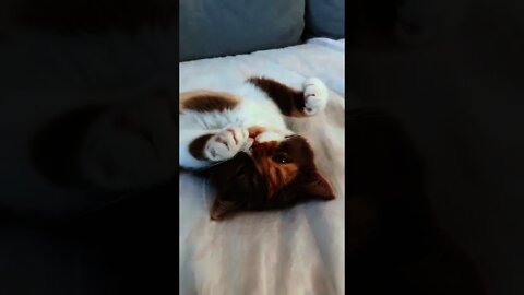 GATO NO SEU MOMENTO DE PREGUIÇA
