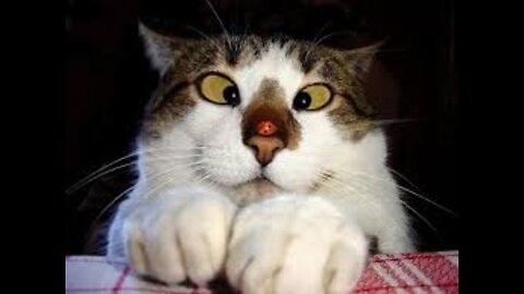 Animals Funny #8