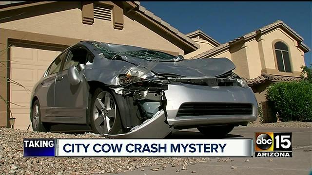 Man speaks out after running car into cow