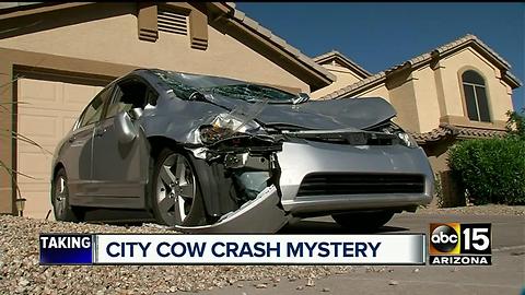 Man speaks out after running car into cow