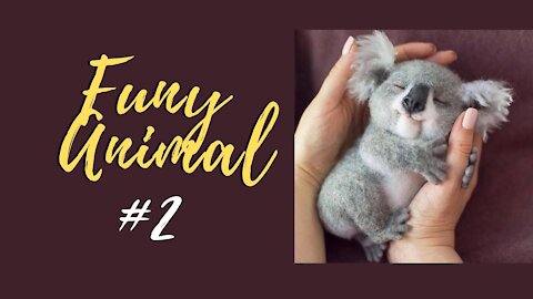 Funy animais #2