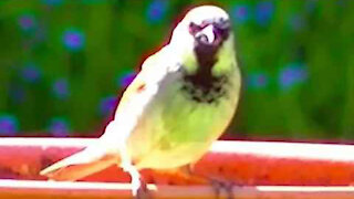 IECV NV #341 - 👀 Out Back With The House Sparrows 🐤5-23-2017