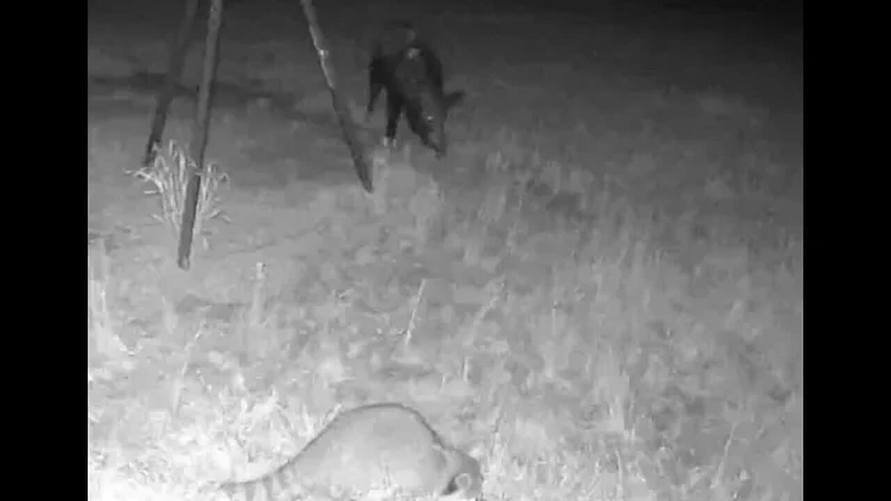 A couple of raccoons hanging out with their pig buddy 4/11/23
