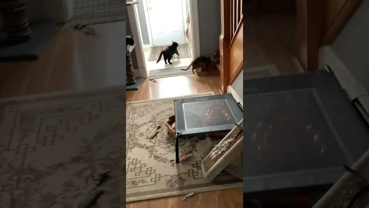 Don’t mess with the Queen Squeeky
