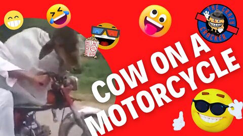 cow on a motorcycle