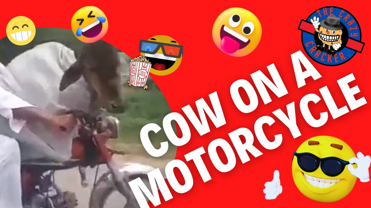 cow on a motorcycle