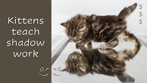 🙀 We can learn from animals playing in front of mirrors 😾 (shadow work)