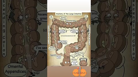 hello large intestine