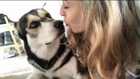 Dès le matin, ce husky a beaucoup de choses à dire