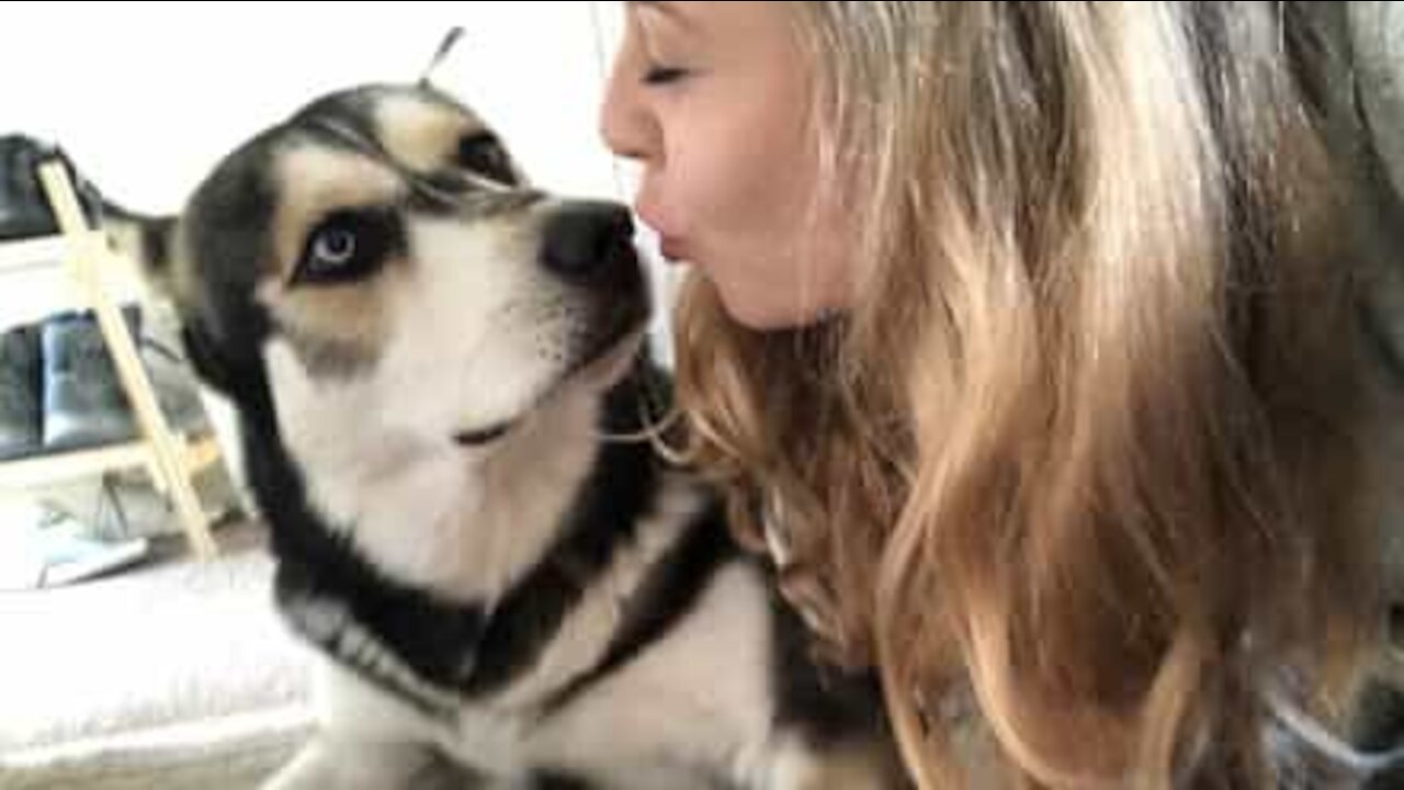 Dès le matin, ce husky a beaucoup de choses à dire