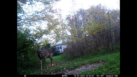 Buck Deer Cam 10-27-2024