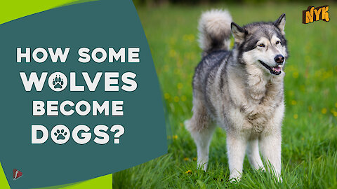 Why do some dogs look like wolves?