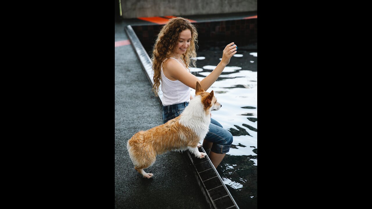 Dog playing with boll in swimming pool