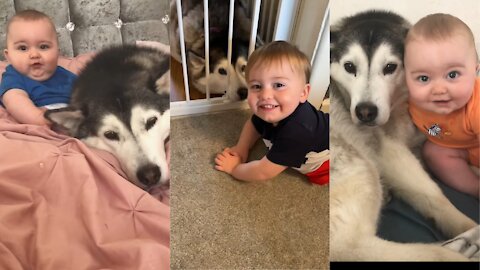 Husky & Baby Becoming Best Friends!❤️❤️