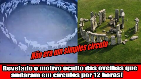REVELADO O MOTIVO OCULTO DAS OVELHAS QUE ANDARAM EM CÍRCULOS POR 12 HORAS!!!