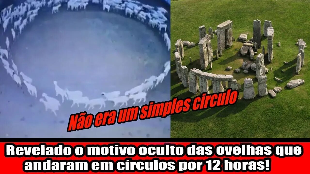 REVELADO O MOTIVO OCULTO DAS OVELHAS QUE ANDARAM EM CÍRCULOS POR 12 HORAS!!!