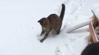 Gato tenta caçar bolas de neve!