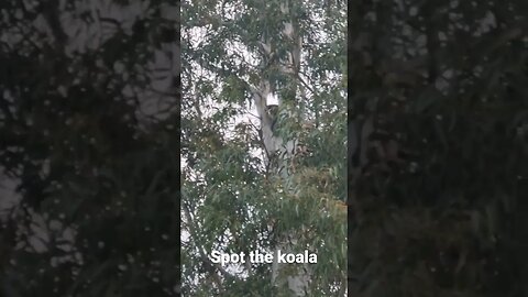 australian koala