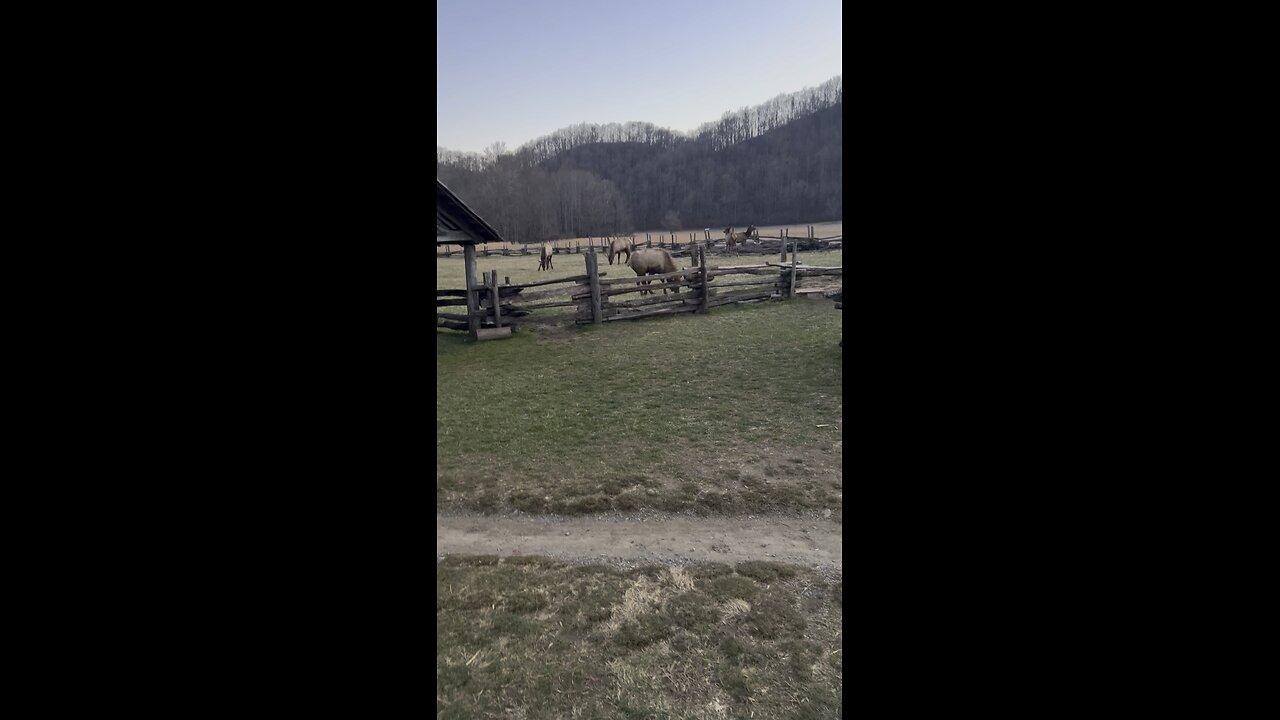 Elk in the Great Smokey Mts of NC