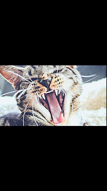 Feeding of a cute🤩 cat by a vet
