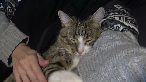 Kitten Loves Sleeping in My Arms