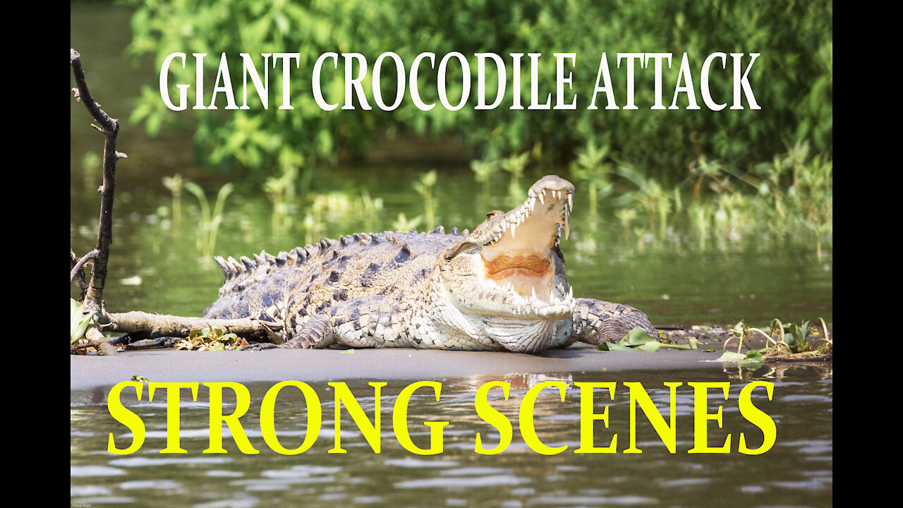 ATTACK OF GIANT CROCODILES IN AFRICA AND ALLIGATORS IN THE AMAZON