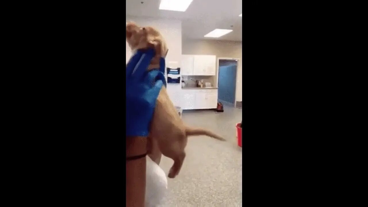 Happy little pooch