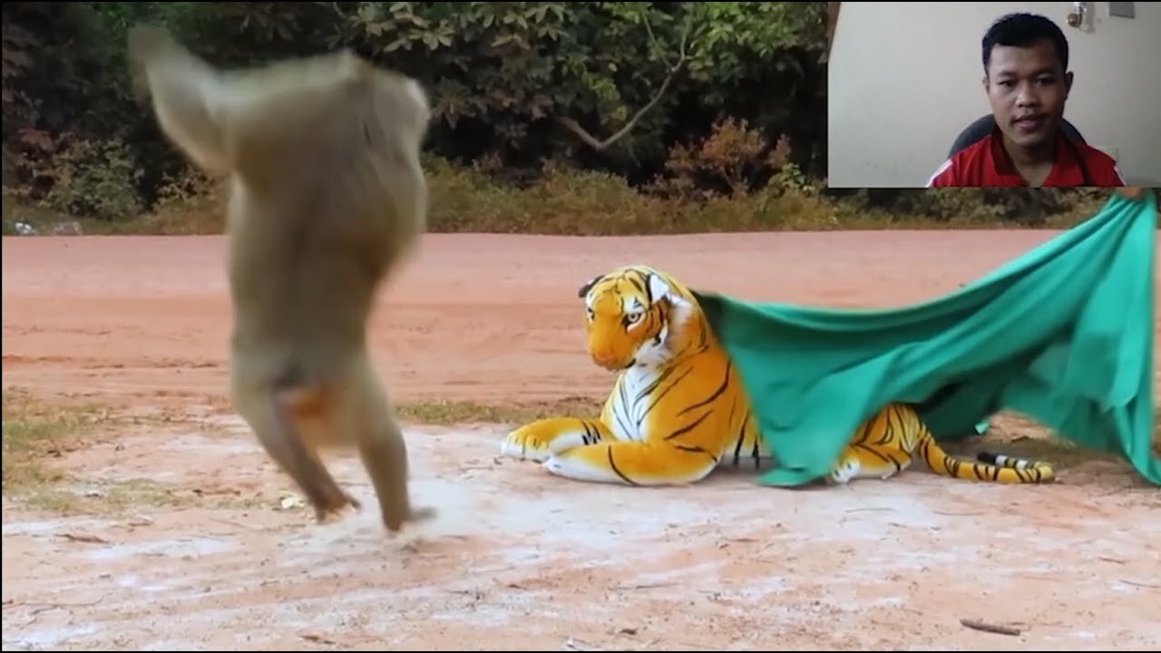 Funny video of a tiger cheating on a monkey, watching and laughing.