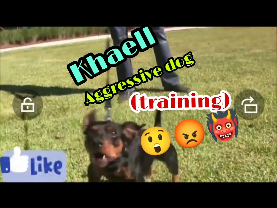 DOG TRAINING/ BECOME FULLY AGGRESSIVE