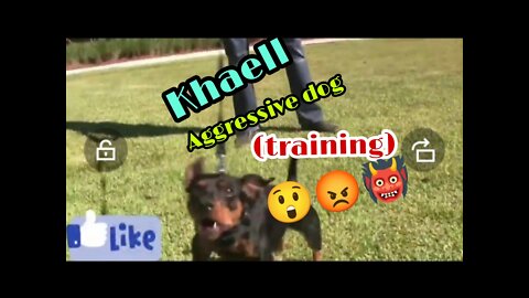 DOG TRAINING/ BECOME FULLY AGGRESSIVE